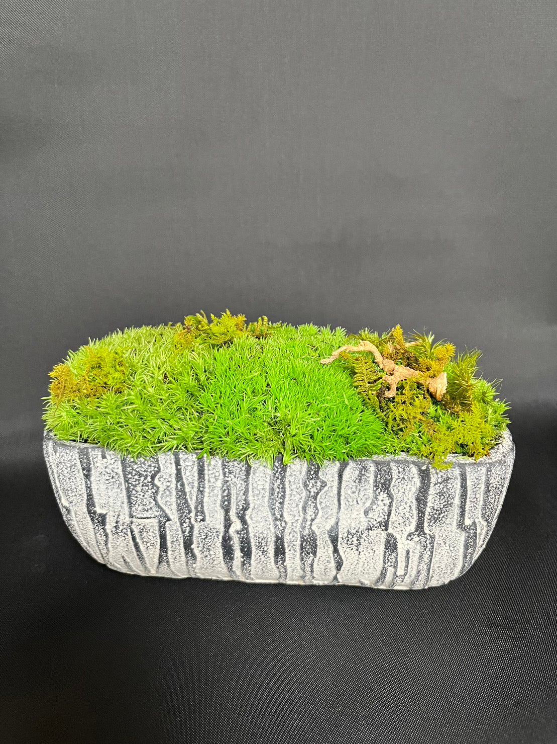 癒しの空間 苔プリザ 枝 陶器