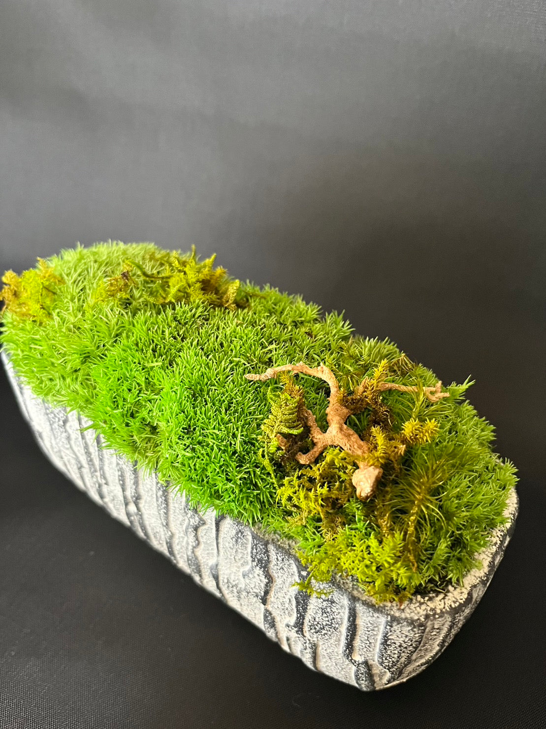 癒しの空間 苔プリザ 枝 陶器