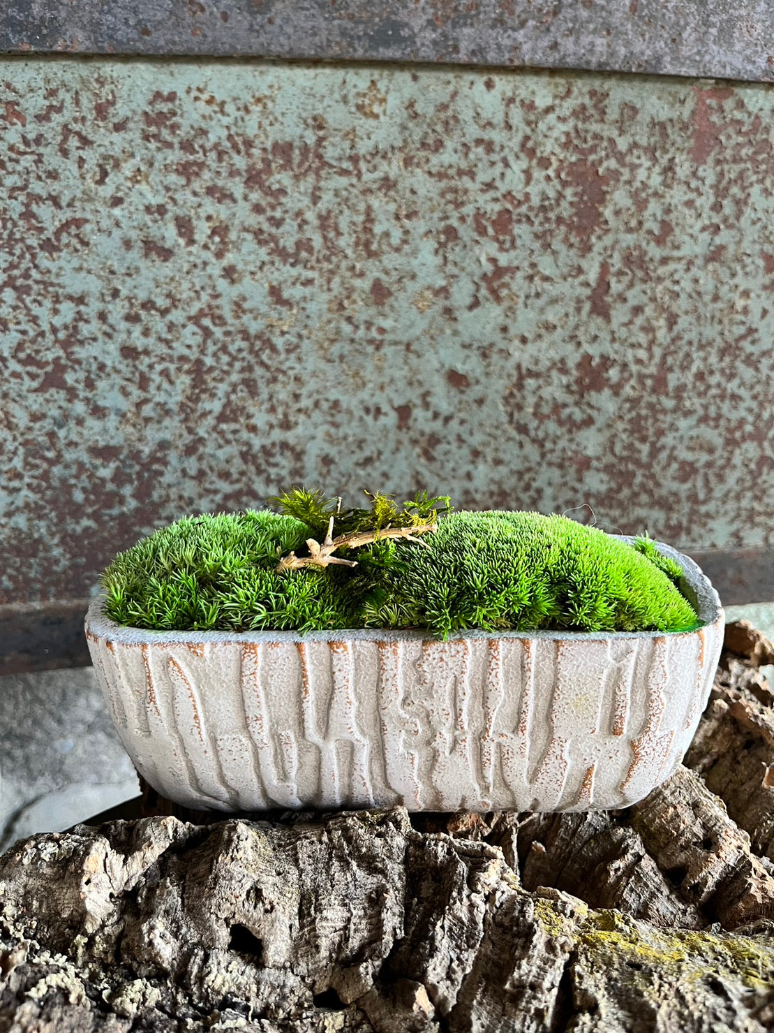 かわいいラクダの背中の苔プリザ 真ん中枝 陶器 クリーム