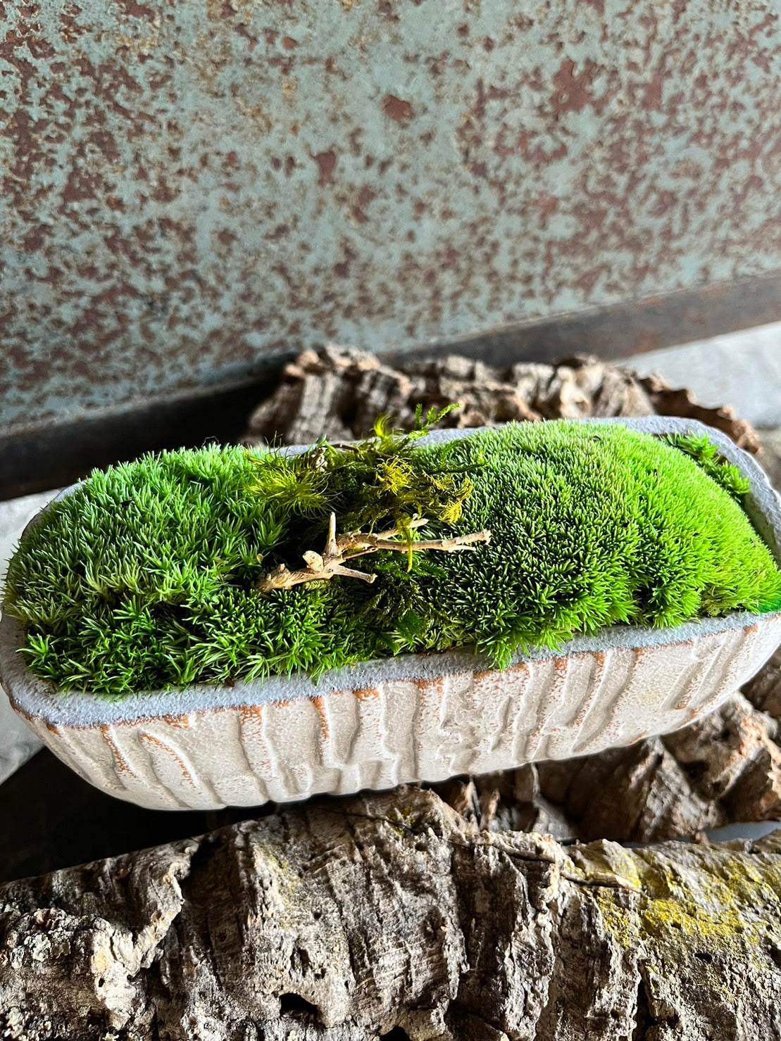 かわいいラクダの背中の苔プリザ 真ん中枝 陶器 クリーム