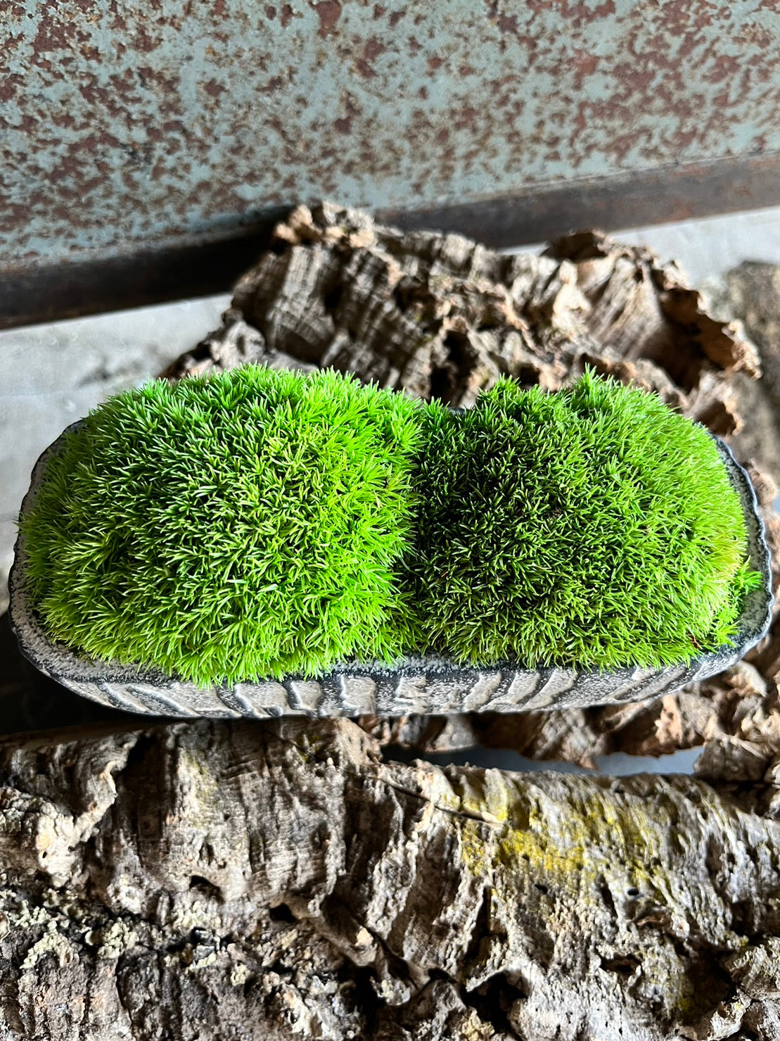 かわいいラクダの背中の苔プリザ 陶器