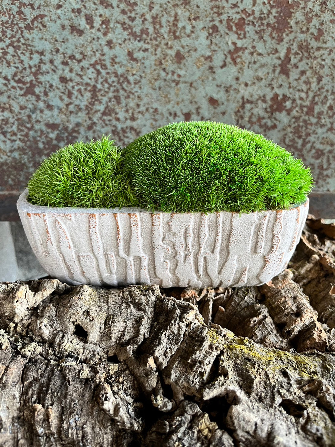 癒しの空間 苔プリザ 陶器 白