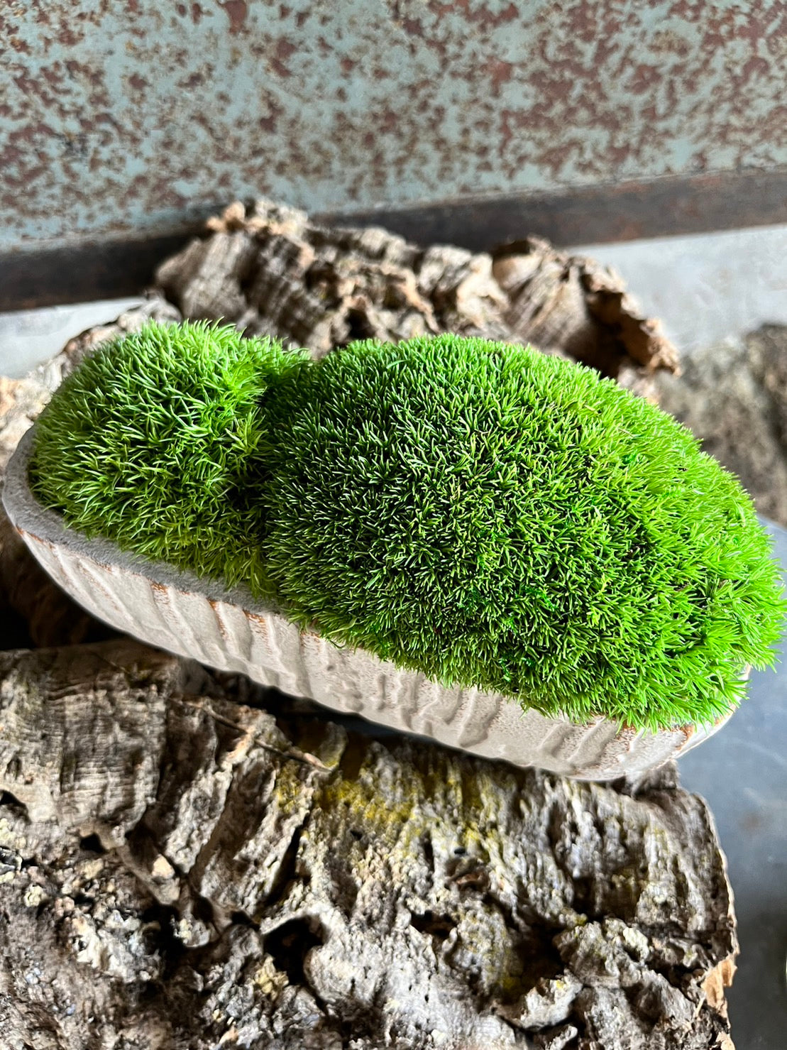 癒しの空間 苔プリザ 陶器 白