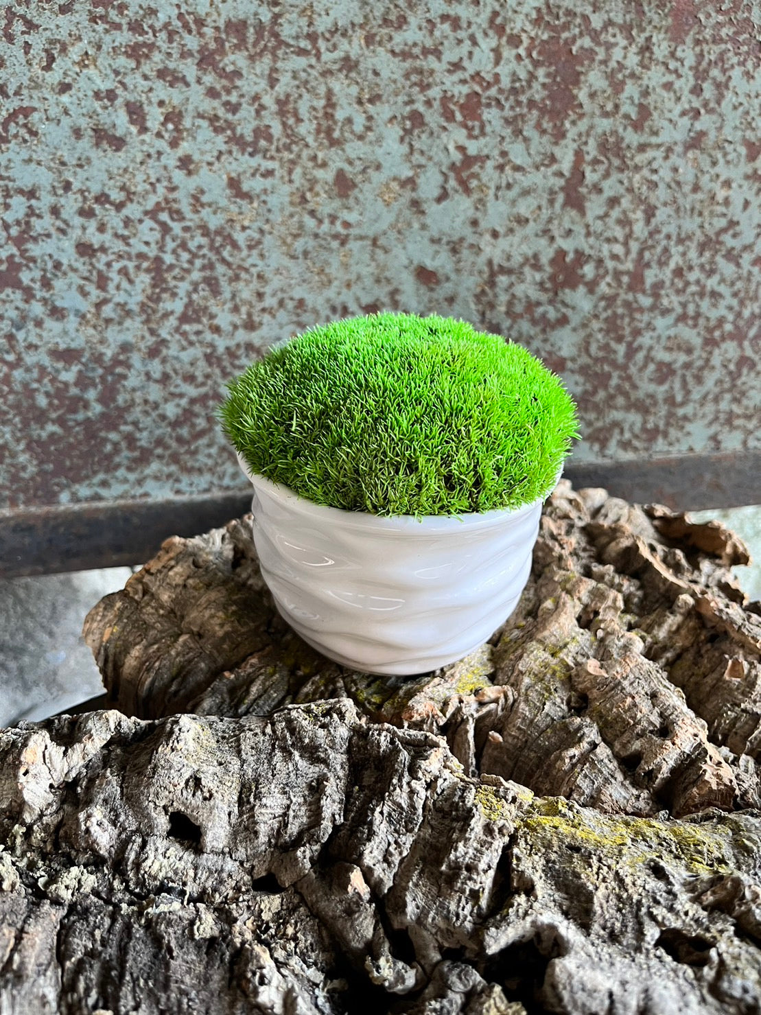 癒しの空間 苔プリザ 陶器 白丸