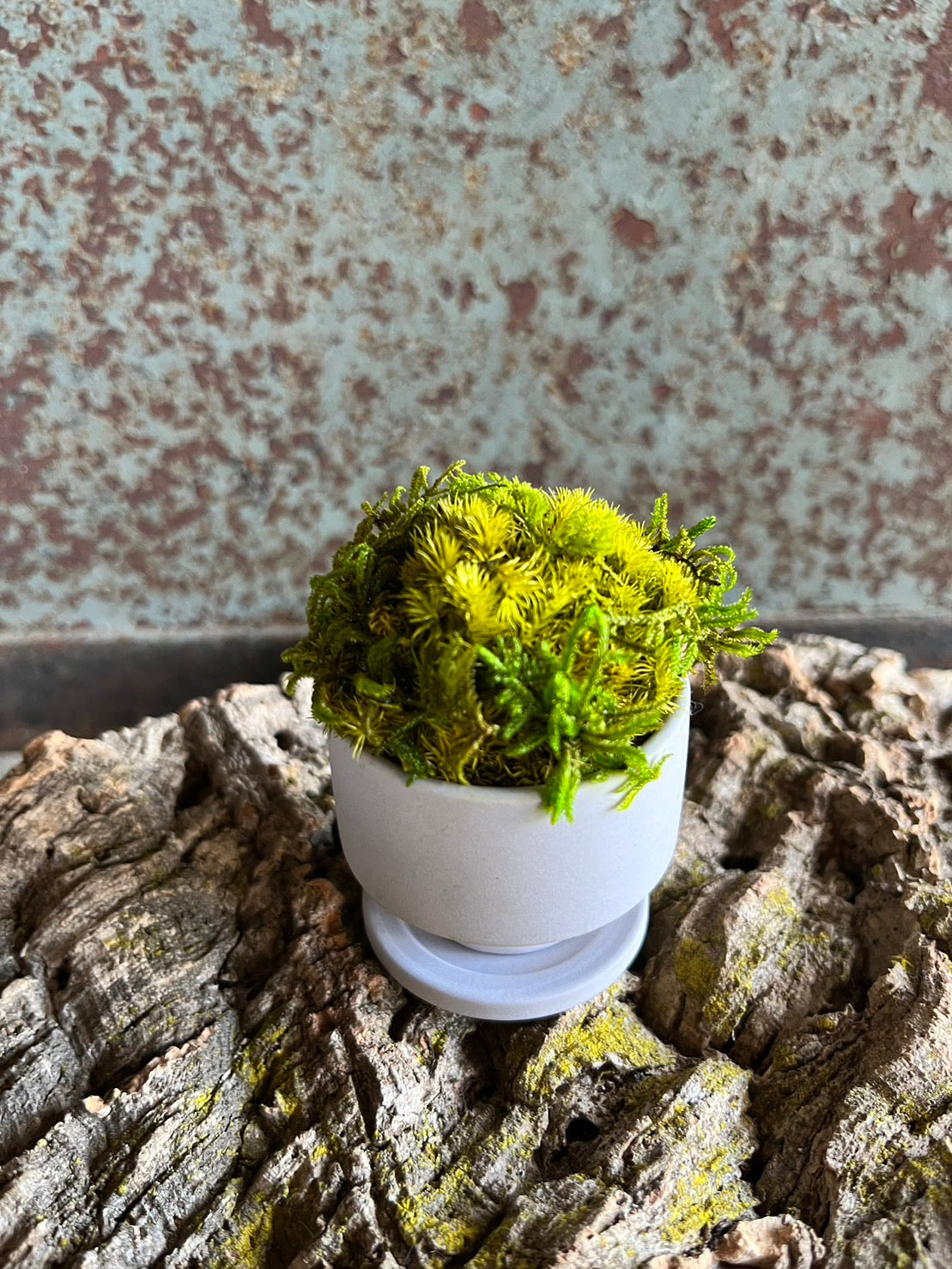 癒しの空間 苔プリザ 陶器お皿付 白丸Tall