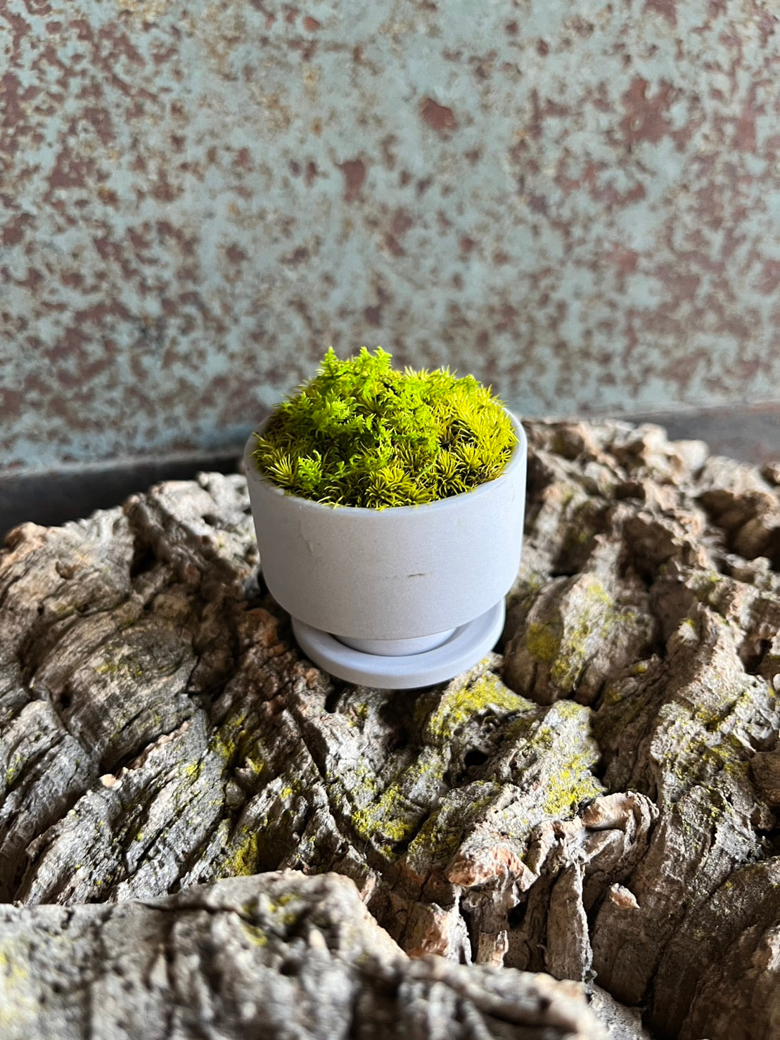 癒しの空間 苔プリザ 陶器お皿付 白丸