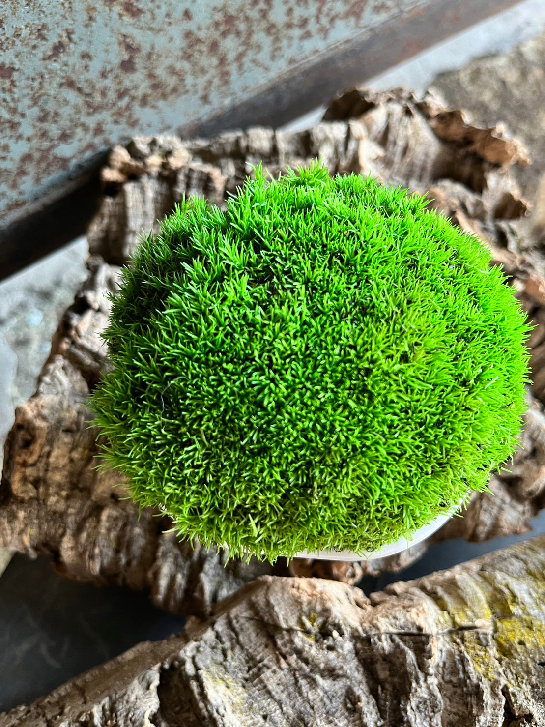 癒しの空間　苔プリザ　陶器　白丸